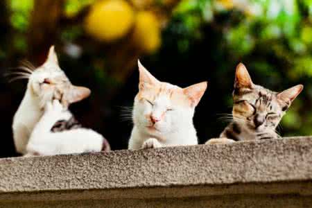 佳能m3拍摄技巧入门 宠物猫拍摄入门技巧