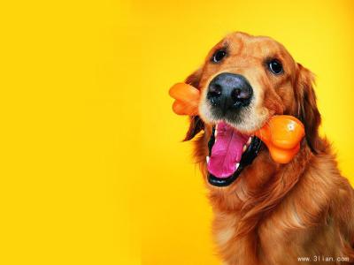 狗狗有口臭的原因 狗狗口臭的原因及处理办法
