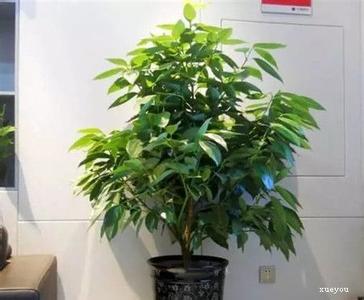 发财树和绿萝哪个好 绿萝发财树...100种花养护大全，够用一辈子！