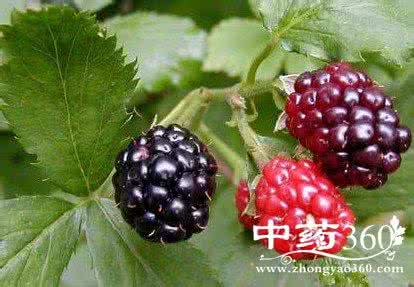 桑葚的叶子是桑叶吗 桑葚的功效与作用 桑叶的功效与作用