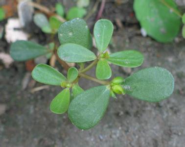 白花蛇舌草和半边莲 半边莲 白花蛇舌草、半边莲和半枝莲三味中药