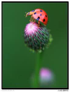 显微镜下的微观世界 微观世界 手机——我的微观世界