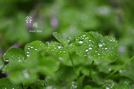 谷雨节气 谷雨节气 谷雨节气短信