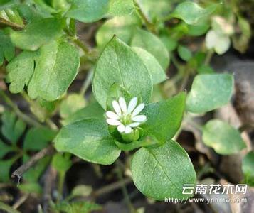 繁缕草 繁缕草养殖方法介绍