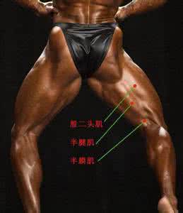 腿部肌肉的重要性 腿部肌肉的重要性 腿部肌肉和上身肌肉一样重要吗