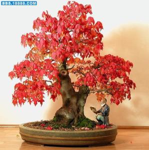 盆栽柠檬的养殖方法 三角枫盆栽 三角枫的介绍以及盆栽养殖三角枫的方法