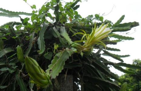 霸王花植物 霸王花植物 霸王花价格 是什么植物