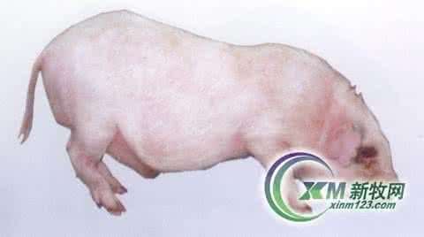 剑河县旺源香猪养殖场 贵州剑河白香猪Ⅱ系