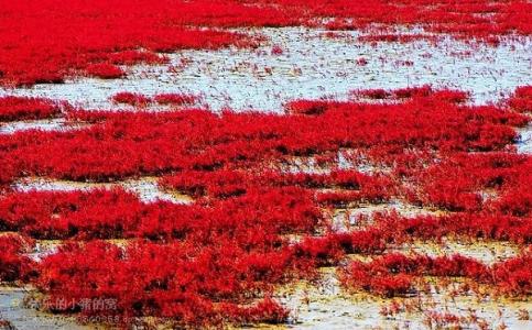 神奇的红海滩 美丽神奇的红海滩