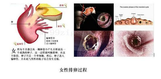女性不排卵是什么原因 女性不排卵是什么原因 女性不排卵怎么办