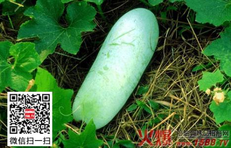 冬瓜的功效与作用 冬瓜的功效与作用 冬瓜美容6大功效 你未必都知道