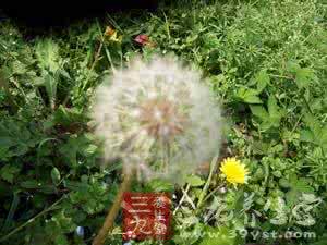蒲公英的药用价值 盘点蒲公英的药用价值