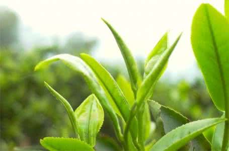 谷雨茶和明前茶区别 谷雨茶的功效