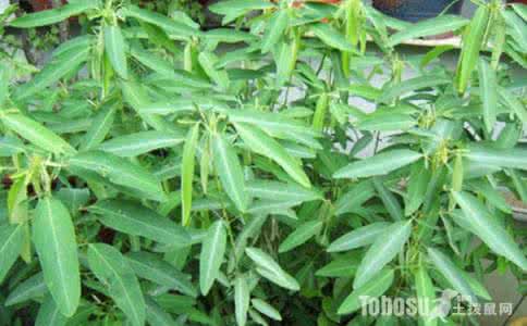 跳舞草的资料 跳舞草的资料 跳舞草的养殖方法