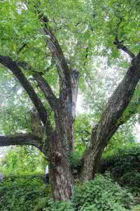 古树名木信息管理系统 中国古树信息