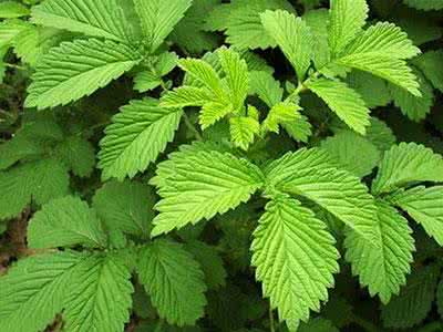 仙鹤草真的治疗癌症吗 仙鹤草抗癌