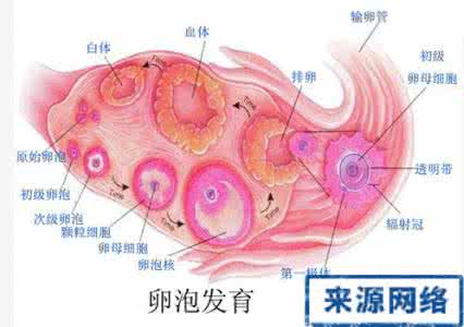 做卵泡监测要憋尿吗 现在才知道做卵泡监测竟要憋尿？