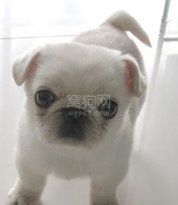 白色八哥犬 白八哥犬怎么分辨?