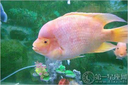 白条鱼养殖 财神养殖 财神鱼养殖，白财神鱼怎么养