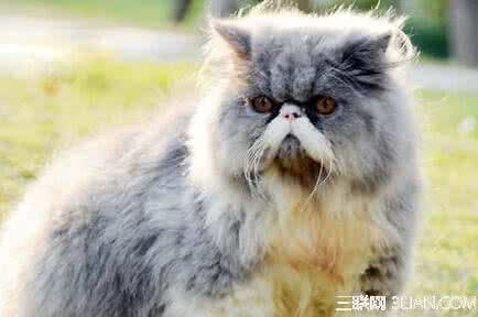 护眼心得 为宠物猫咪护眼心得