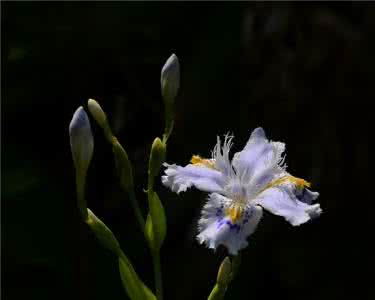 鸢尾种植密度 鸢尾种植密度 鸢尾蒜的种植 鸢尾蒜的养植