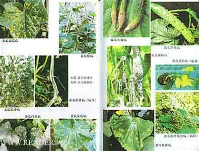 黄瓜病虫害防治图谱 黄瓜病虫害防治图谱 黄瓜病虫害的防治方法详情介绍