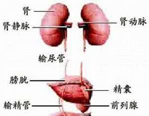 腹股沟疼痛 出现腹股沟外阴痛需小心肾结石