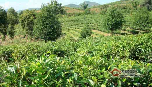 普洱茶的产地 普洱茶的产地 普洱茶的产地,普洱茶最佳产地
