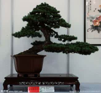 五针松盆景 五针松盆景栽培技术浅谈