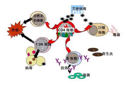 科学抗癌 关爱生命 科学抗癌 架起两道防线