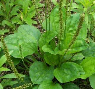 抗癌野菜 春天野菜“抗癌”排行榜，第一名竟然是它！看你知道几个