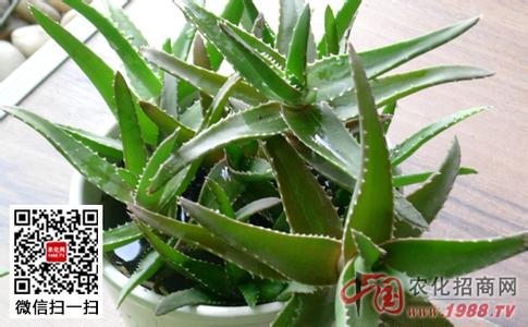 芦荟的养殖方法 芦荟的养殖方法 芦荟怎么养 芦荟的养殖方法