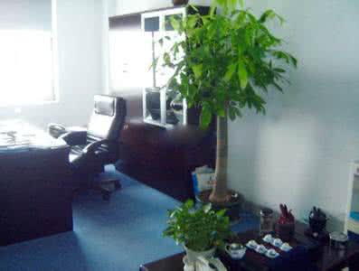 办公室风水不好老生病 办公室容易生病的风水 容易给你带来桃花劫的风水