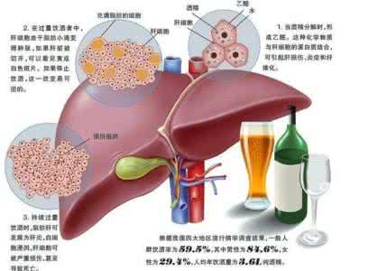 酒精对肝脏的损害 毛豆可降低酒精对肝脏的伤害?