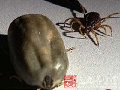 毒蛇的毒牙一般长在 清明前后它竟比毒蛇还毒