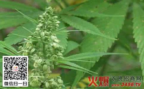 霉斑病 大麻霉斑病