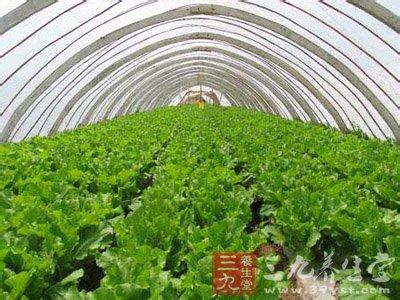 清明吃什么蔬菜 清明说蔬菜 田间话耕耘