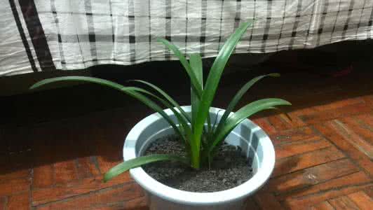 赛肤兰可以生长头发吗 种植的头发会生长吗 【对兰】对兰如何种植生长