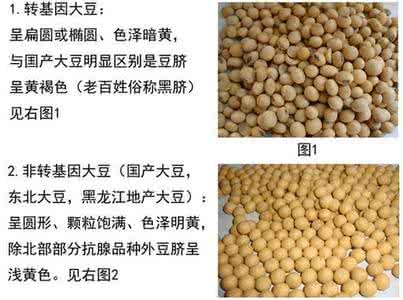 转基因大豆怎么分辨 转基因大豆与普通大豆的区别