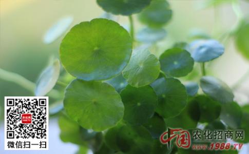 铜钱草怎么施肥 铜钱草施肥 铜钱草怎么施肥 施什么肥