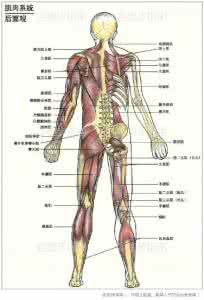 人体常用肌肉分布图 人体肌肉的分布