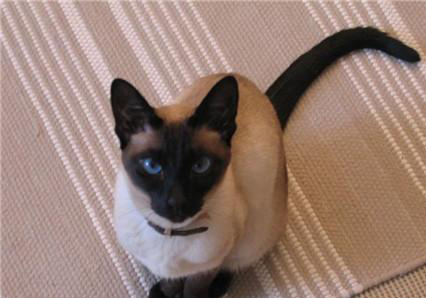 逗猫棒怎么做 怎么让暹罗猫听话