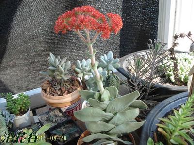 肉肉植物的养殖方法 肉肉植物的养殖方法 神刀的养殖方法