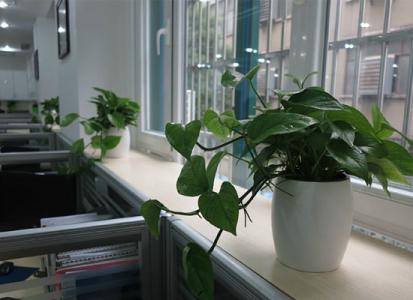 办公室植物摆放 什么样的植物不宜摆放在办公室和办公室的摆放禁忌