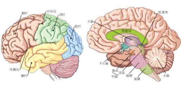 大脑结构图及功能图 大脑结构图,大脑功能分布