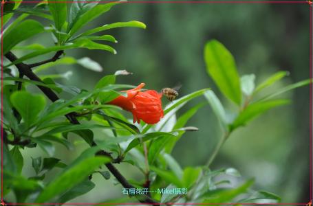 好吃的家常菜做法 石榴花开了 石榴花开的做法,石榴花开怎么做好吃,石榴花开的家常做法