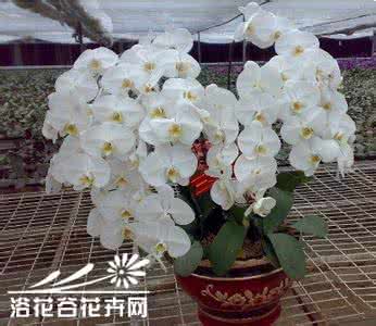 蝴蝶兰的栽培基质 蝴蝶兰的栽培基质 蝴蝶兰的家庭栽培
