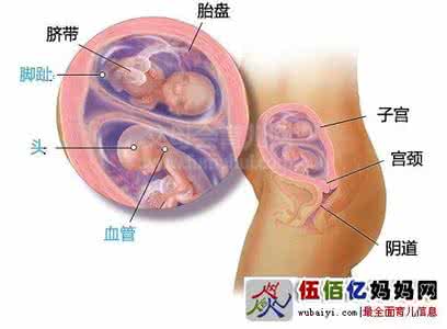 怀孕17周胎儿真实图片 怀孕第17周