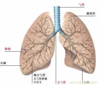 气管炎哮喘的除根偏方 气管炎、肺气肿、哮喘偏方