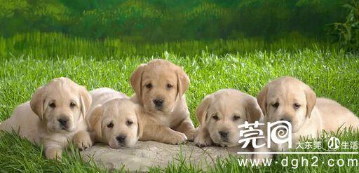 上海浦东宠物狗训练 宠物狗坐车训练的五点注意